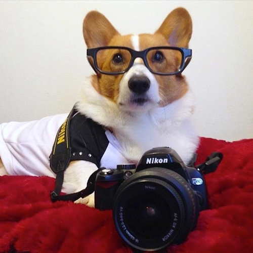 Dogilike.com :: ѡعѢ ! Loki ҧ餹šªԵ