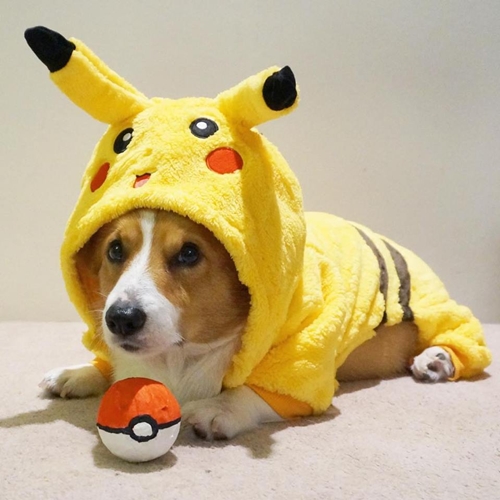 Dogilike.com :: ѡعѢ ! Loki ҧ餹šªԵ