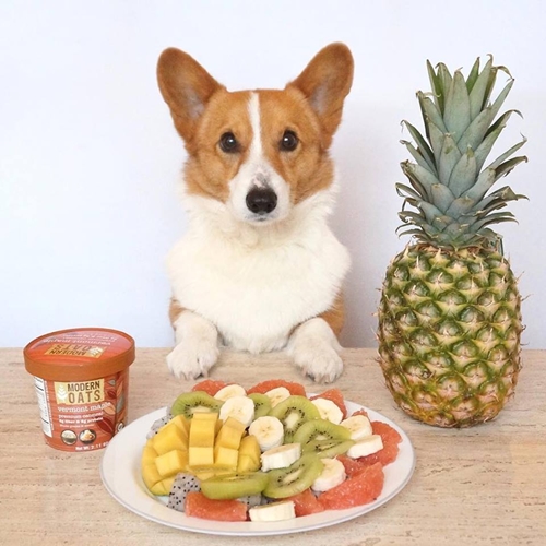 Dogilike.com :: ѡعѢ ! Loki ҧ餹šªԵ