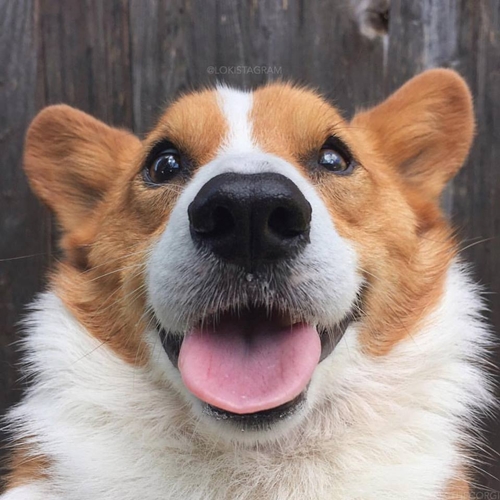 Dogilike.com :: ѡعѢ ! Loki ҧ餹šªԵ