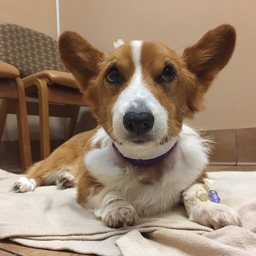 Dogilike.com :: ѡعѢ ! Loki ҧ餹šªԵ