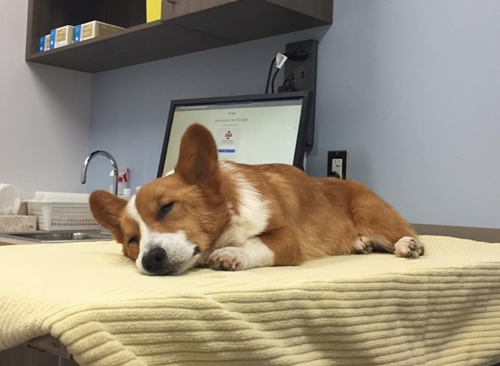Dogilike.com :: ѡعѢ ! Loki ҧ餹šªԵ