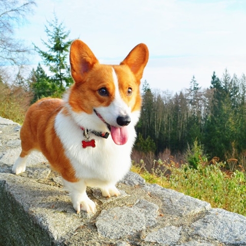 Dogilike.com :: ѡعѢ ! Loki ҧ餹šªԵ