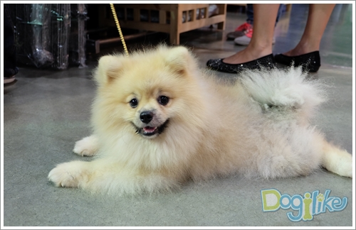 Dogilike.com ::  ҷҹ Thailand International Dog Show 2016  (Ep.2)