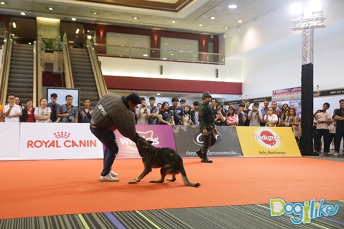 Dogilike.com :: Dogilike Ǿҷ PET EXPO 2016 ͹ 1