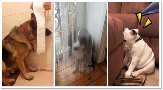Dogilike.com :: Ҿش ͹ͧҷӤԴ仫͹