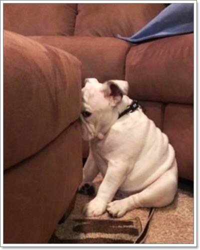 Dogilike.com :: Ҿش ͹ͧҷӤԴ仫͹
