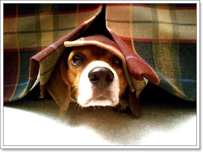 Dogilike.com :: Ҿش ͹ͧҷӤԴ仫͹