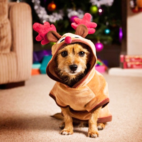 Dogilike.com :: Ҿҹͧ㹩ͧʵ