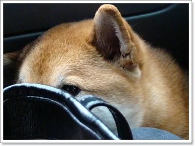 Dogilike.com :: Ҿش ͹ͧҷӤԴ仫͹