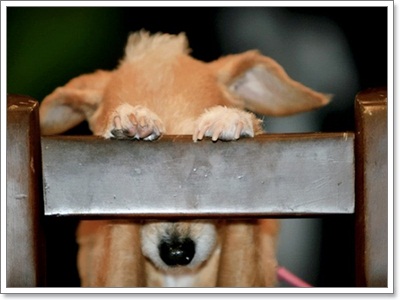 Dogilike.com :: Ҿش ͹ͧҷӤԴ仫͹