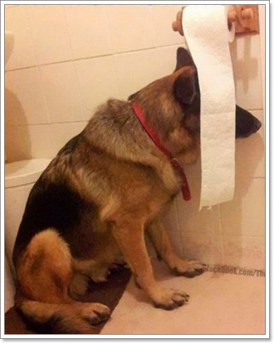 Dogilike.com :: Ҿش ͹ͧҷӤԴ仫͹