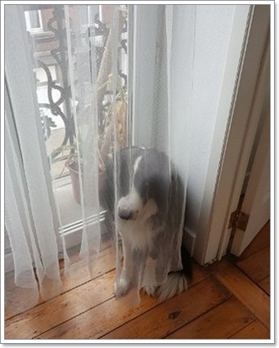 Dogilike.com :: Ҿش ͹ͧҷӤԴ仫͹