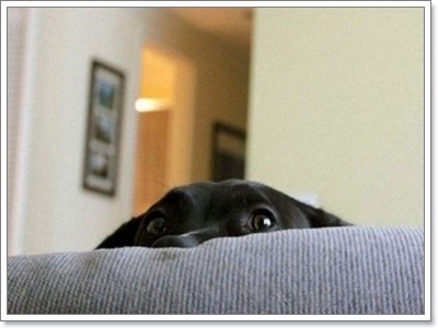 Dogilike.com :: Ҿش ͹ͧҷӤԴ仫͹