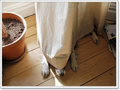 Dogilike.com :: Ҿش ͹ͧҷӤԴ仫͹