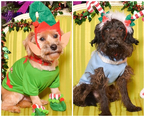 Dogilike.com :: Ҿҹͧ㹩ͧʵ