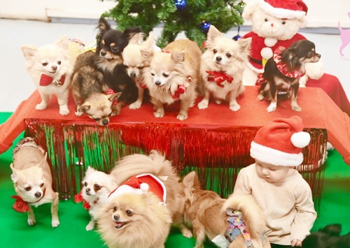 Dogilike.com :: Ҿҹͧ㹩ͧʵ