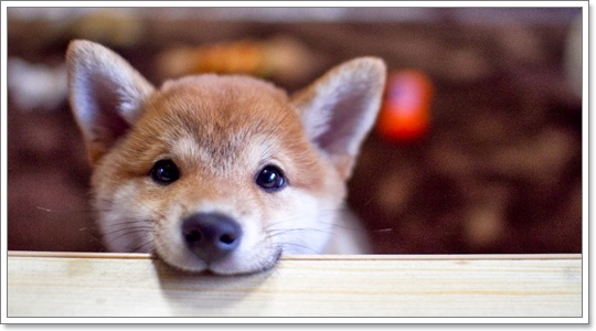 ภาพความน่ารักมุ้งมิ้งของน้องหมา ชิบะ อินุ ( พันธุ์ชิบะ อินุ ) | Dogilike.com