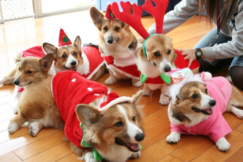 Dogilike.com :: Ҿҹͧ㹩ͧʵ
