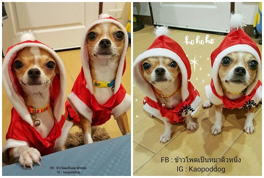 Dogilike.com :: Ҿҹͧ㹩ͧʵ
