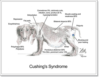 Dogilike.com :: 5 ͧԧͧä٪ (Cushings syndrome) 㹹ͧ 