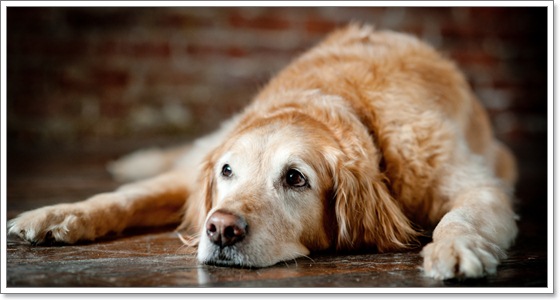 คำถามสุขภาพในสุนัขสูงวัยที่เจ้าของต้องรู้ ตอนที่ 1 | Dogilike.com