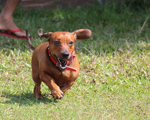 Dogilike.com :: ¤Ѻͧ 10 ¾ѹعѢسҨҡ͹