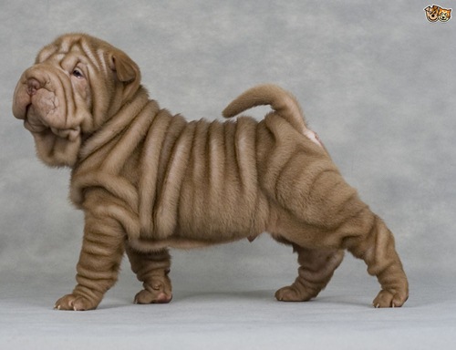 Dogilike.com :: ¤Ѻͧ 10 ¾ѹعѢسҨҡ͹