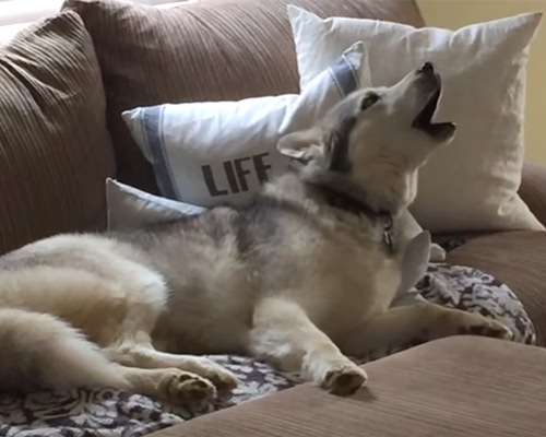 Dogilike.com :: ¤Ѻͧ 10 ¾ѹعѢسҨҡ͹