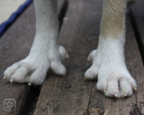 Dogilike.com :: ¤Ѻͧ 10 ¾ѹعѢسҨҡ͹