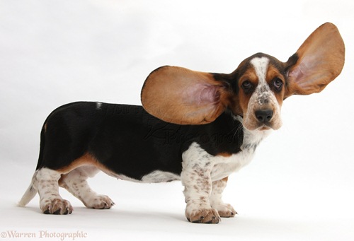 Dogilike.com :: ¤Ѻͧ 10 ¾ѹعѢسҨҡ͹