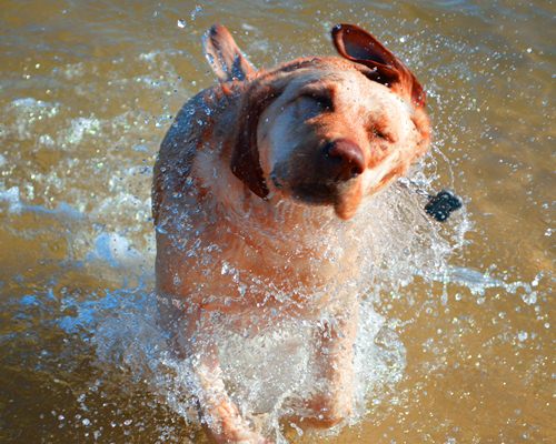 Dogilike.com :: ¤Ѻͧ 10 ¾ѹعѢسҨҡ͹