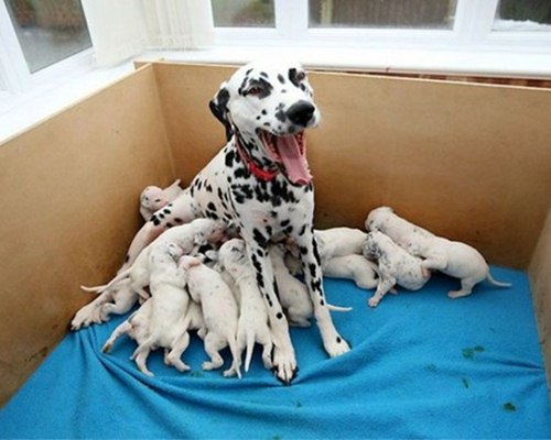 Dogilike.com :: ¤Ѻͧ 10 ¾ѹعѢسҨҡ͹