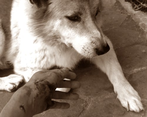 Dogilike.com :: ¤Ѻͧ 10 ¾ѹعѢسҨҡ͹
