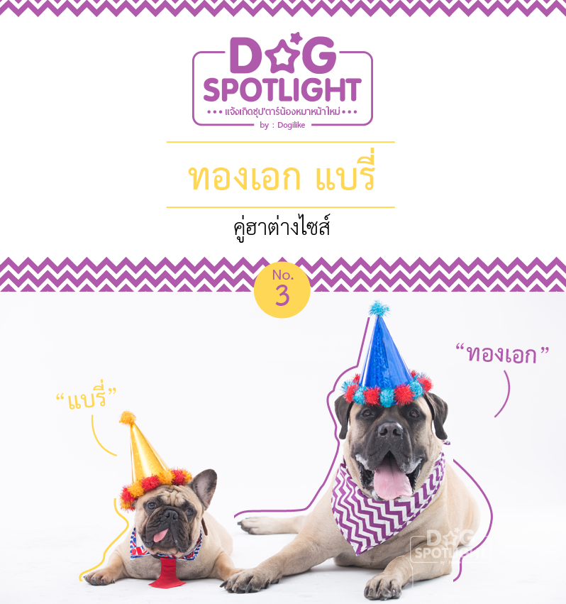 นัองหมา, สุนัข, Dog Spotlight, ถูกทิ้ง, วีรกรรมสุดแสบ, น้องหมาพันทาง, ซุป'ตาร์, แจ้งเกิด,ทองเอก, แบรี่
