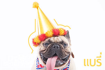 นัองหมา, สุนัข, Dog Spotlight, ถูกทิ้ง, วีรกรรมสุดแสบ, น้องหมาพันทาง, ซุป'ตาร์, แจ้งเกิด,ทองเอก, แบรี่