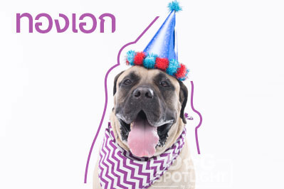 นัองหมา, สุนัข, Dog Spotlight, ถูกทิ้ง, วีรกรรมสุดแสบ, น้องหมาพันทาง, ซุป'ตาร์, แจ้งเกิด,ทองเอก, แบรี่