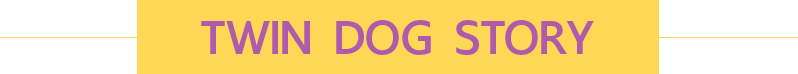 นัองหมา, สุนัข, Dog Spotlight, ถูกทิ้ง, วีรกรรมสุดแสบ, น้องหมาพันทาง, ซุป'ตาร์, แจ้งเกิด,ทองเอก, แบรี่