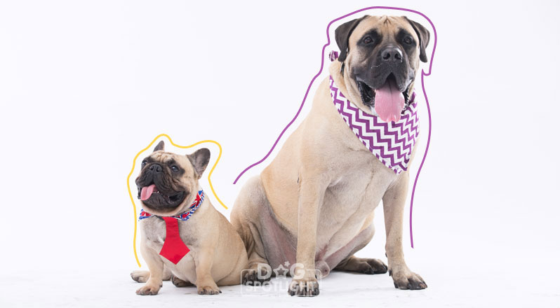 นัองหมา, สุนัข, Dog Spotlight, ถูกทิ้ง, วีรกรรมสุดแสบ, น้องหมาพันทาง, ซุป'ตาร์, แจ้งเกิด,ทองเอก, แบรี่