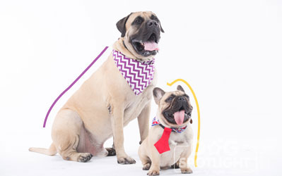 นัองหมา, สุนัข, Dog Spotlight, ถูกทิ้ง, วีรกรรมสุดแสบ, น้องหมาพันทาง, ซุป'ตาร์, แจ้งเกิด,ทองเอก, แบรี่