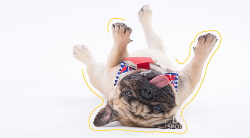 นัองหมา, สุนัข, Dog Spotlight, ถูกทิ้ง, วีรกรรมสุดแสบ, น้องหมาพันทาง, ซุป'ตาร์, แจ้งเกิด,ทองเอก, แบรี่