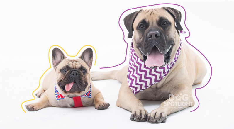 นัองหมา, สุนัข, Dog Spotlight, ถูกทิ้ง, วีรกรรมสุดแสบ, น้องหมาพันทาง, ซุป'ตาร์, แจ้งเกิด,ทองเอก, แบรี่