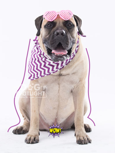 นัองหมา, สุนัข, Dog Spotlight, ถูกทิ้ง, วีรกรรมสุดแสบ, น้องหมาพันทาง, ซุป'ตาร์, แจ้งเกิด,ทองเอก, แบรี่