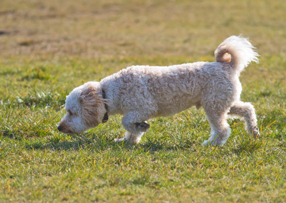 Dogilike.com :: ѭҹͧѺ˹ҽ 