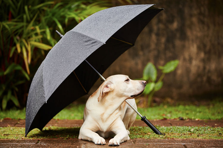 Dogilike.com :: ѭҹͧѺ˹ҽ 