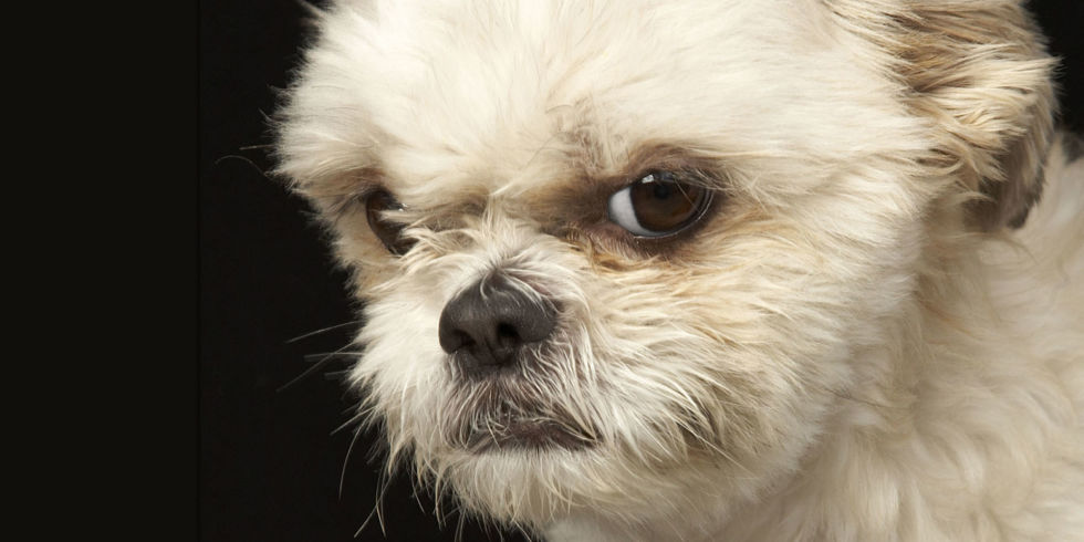 Dogilike.com :: 5 ѭҳ͡ ͧ㹵ͧ!!