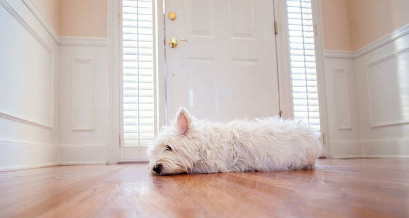 Dogilike.com :: 5 ѭҳ͡ ͧ㹵ͧ!!