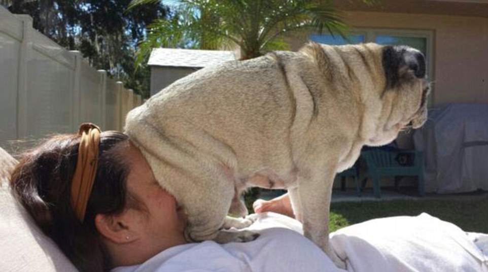 Dogilike.com :: 5 ѭҳ͡ ͧ㹵ͧ!!