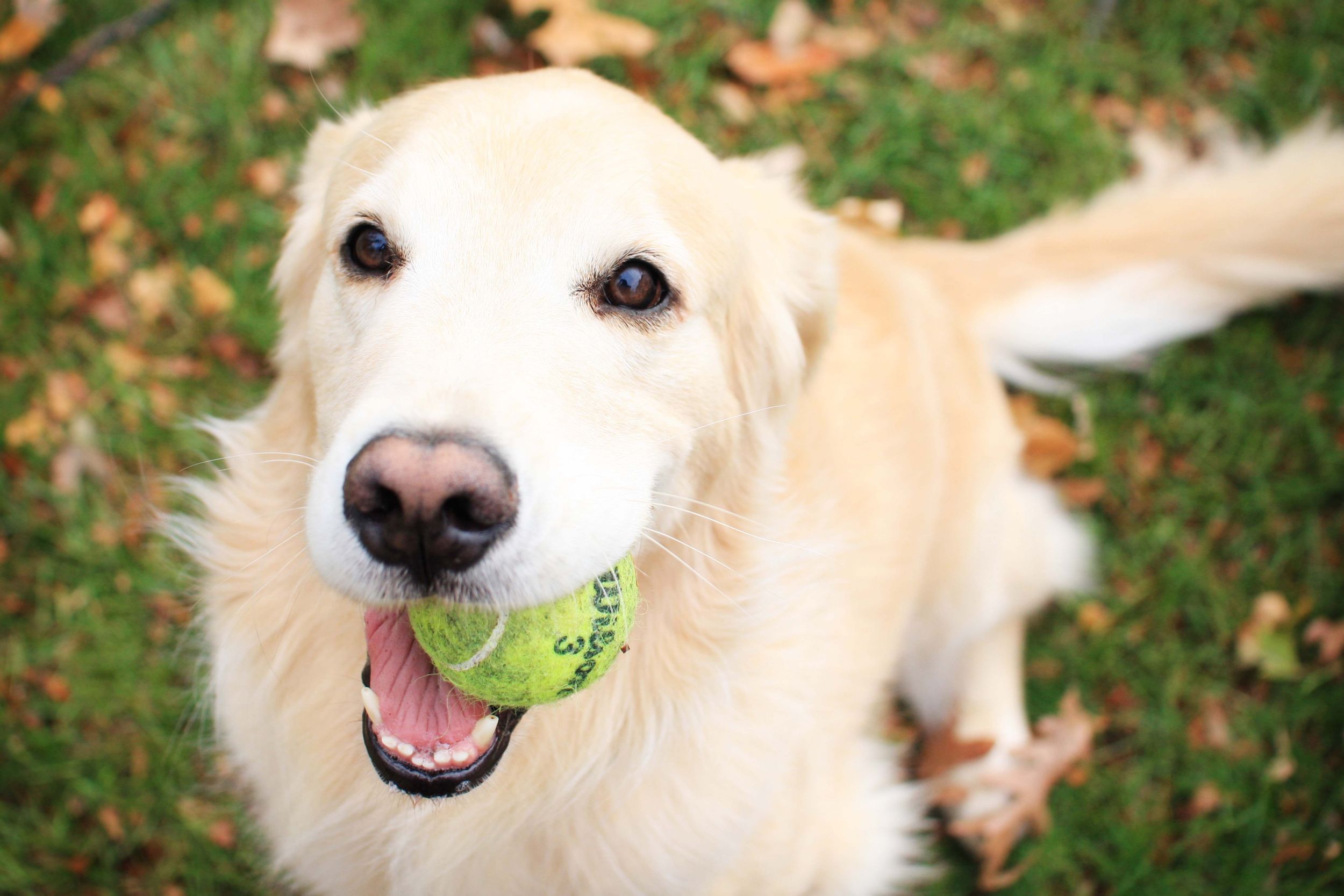 5 คำสั่งมีประโยชน์ ฝึกน้องหมาให้ช่วยเราทำงานได้!! | Dogilike.com