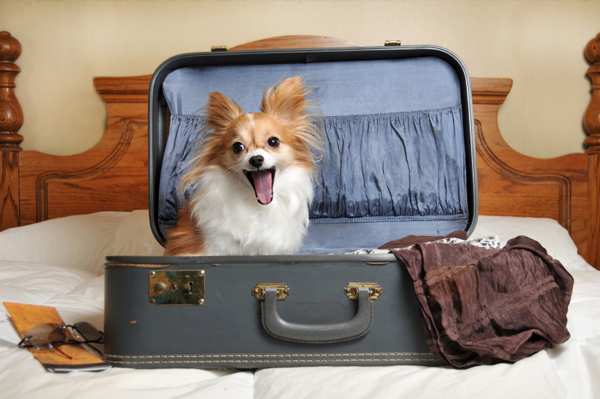 Dogilike.com :: Ѵ¹ͧҢ ... ͹ǻ